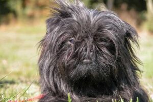 Портрет аффенпинчера Фотография аффенпинчера