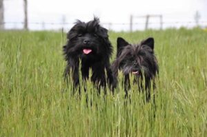 Два аффенпинчера Два аффенпинчера сидят в траве