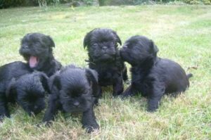 Щенки аффенпинчера Фото щенков аффенпинчера