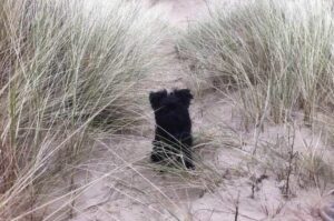 Фото аффенпинчера Аффенпинчер: фото