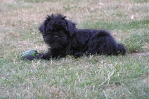 Аффенпинчер играет на траве Аффенпинчер лежит на траве