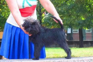 Аффенпинчер с хозяйкой Аффенпинчер: фото с хозяйкой