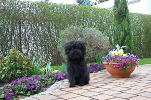 Фото породы собак аффенпинчер Порода собак аффенпинчер: фото