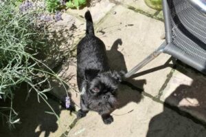 Порода собак аффенпинчер Порода аффенпинчер