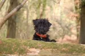 Аффенпинчер черного окраса Аффенпинчер черного цвета