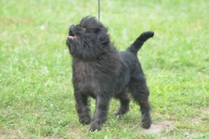 Обезьянья собака аффенпинчер Собачка похожая на обезьянку (аффенпинчер)