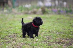 Щенок аффенпинчера Аффенпинчер: щенок