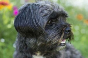 Аффенпинчер крупным планом Аффенпинчер: фото крупным планом