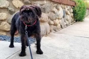 Черный аффенпинчер Аффенпинчер черный