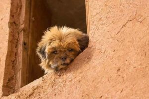 Аффенпинчер рыжий Рыжий аффенпинчер