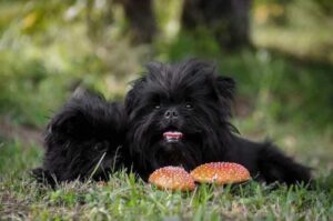 Собака породы аффенпинчер Обезьяний пинчер (аффенпинчер)