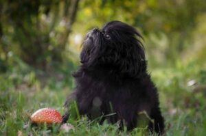 Любопытный аффенпинчер Аффенпинчер проявляет любопытство