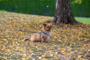 Рыжий аффенпинчер в осеннем лесу Фото рыжего аффенпинчера