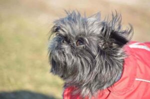 Порода аффенпинчер Собака аффенпинчер