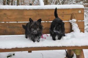 Два аффенпинчера сидят на заснеженной лавочке Два аффенпинчера сидят на лавочке зимой