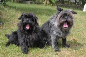 Два аффенпинчера с открытой пастью Два аффенпинчера сидят и зевают на лужайке