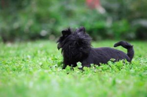 Забавный аффенпинчер Собачка аффенпинчер