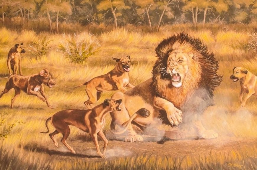 Родезийский риджбек — охотник на львов