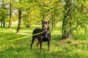 Доберман в парке Доберман на прогулке в парке