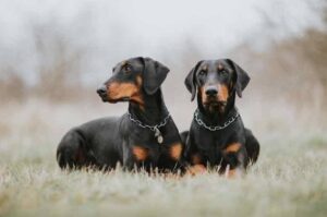 Две собаки породы доберман Два черных добермана