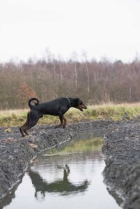 Доберман прыгает через ров Собака породы доберман прыгает через ров