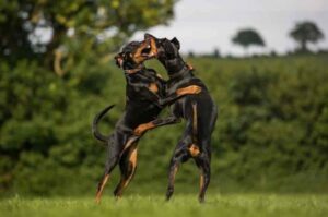 Два добермана Два играющих добермана