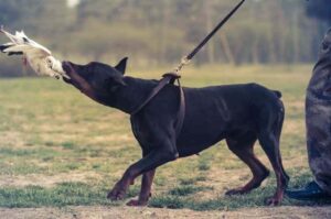 Доберман поймал добычу Доберман с добычей