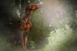 Собака породы доберман Порода доберман