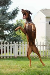 Доберман в прыжке Собака доберман стоит на задних лапах