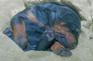 Щенок добермана Спящий щенок добермана