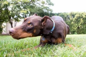 Доберман лежит на траве Симпатичный доберман