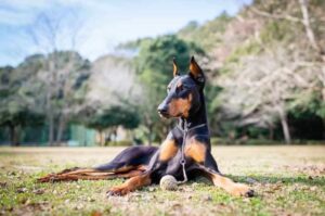 Доберман лежит на траве Важный доберман