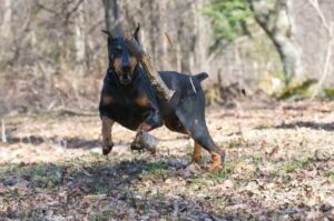 Доберман Собака породы доберман