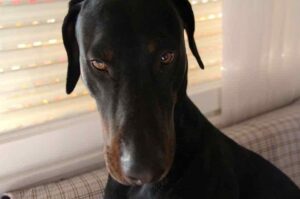 Морда добермана Фото добермана крупным планом