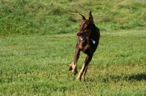 Бегущий доберман Доберман бежит по траве