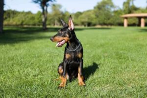 Маленький доберман Доберман маленький