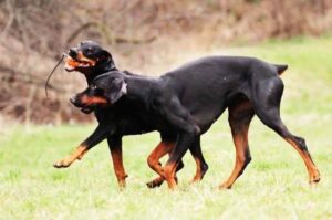 Доберманы Собаки породы доберман