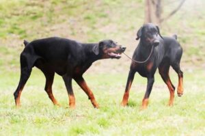 Два добермана на прогулке Доберманы на прогулке