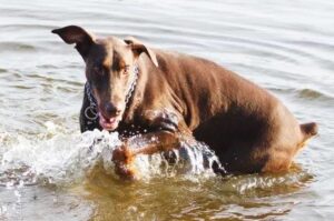 Доберман в воде Собака доберман в воде