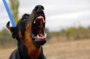 Агрессивный доберман Злой доберман