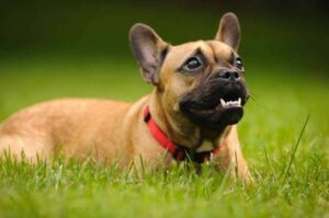 Французский бульдог собака