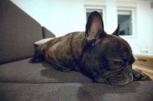 Грустная собака породы французский бульдог