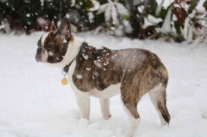 Французский бульдог стоит в снегу