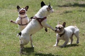 Три французских бульдога резвятся на лужайке