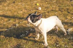 Французский бульдог проявляет любопытство