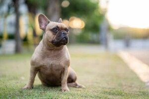 Портрет французского бульдога