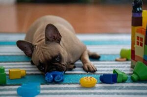 Французский бульдог с игрушками