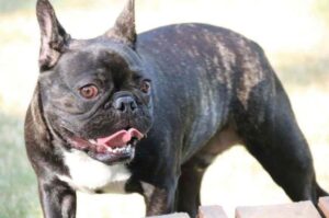 Порода собак французский бульдог
