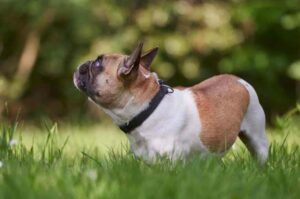 Французский бульдог: фото