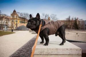 Французский бульдог на прогулке